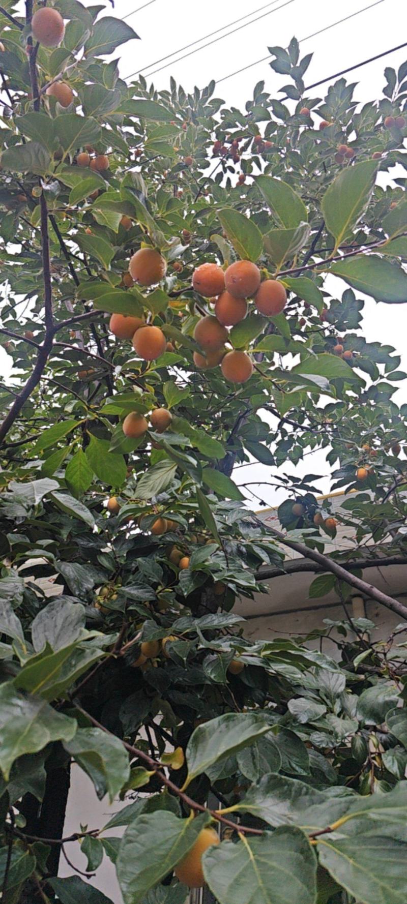 吊红，也叫火蛋