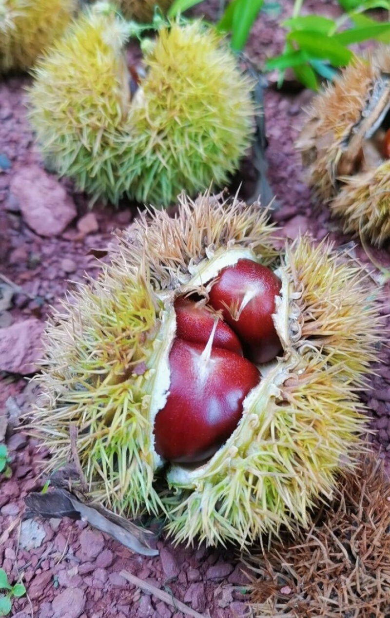 丹东大丰板栗