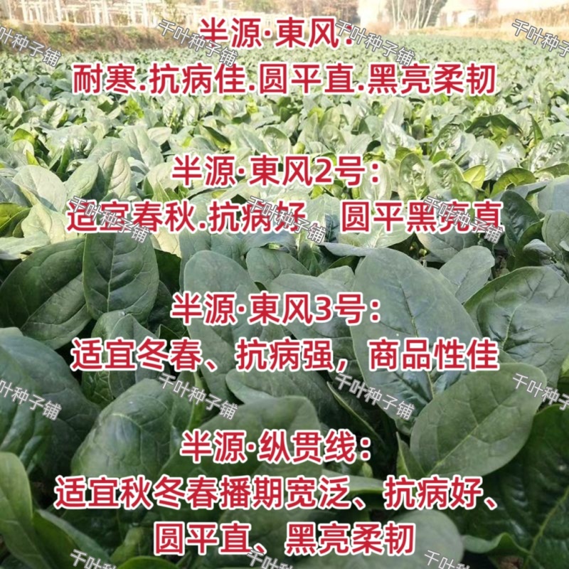 半源东风3号进口菠菜早熟杂交菠菜种子叶色黑绿抗病性强春秋
