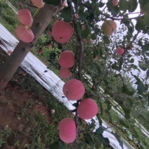 陕西高原红富士