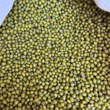乌兹别克斯坦进口芽豆明绿豆