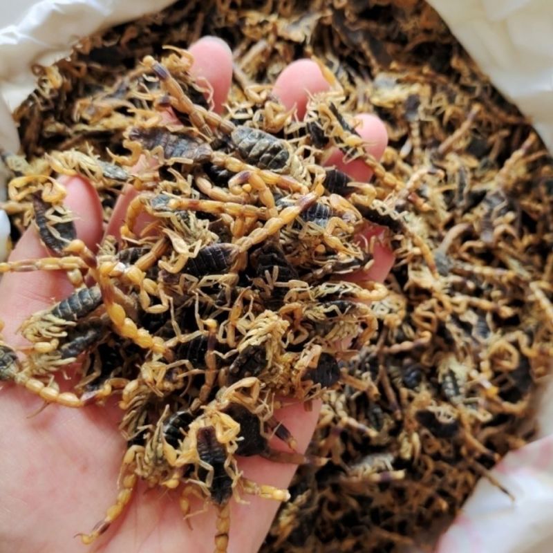 全蝎全虫中药材蝎子清水盐水干货整条公蝎子泡酒煲汤可免