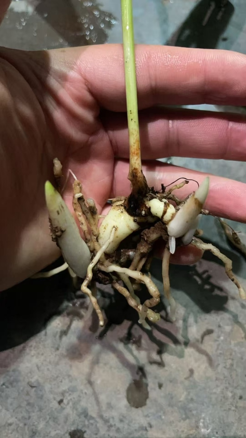 白芨苗