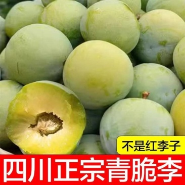 汶川清脆李青脆李脱骨空中土李子又脆又甜