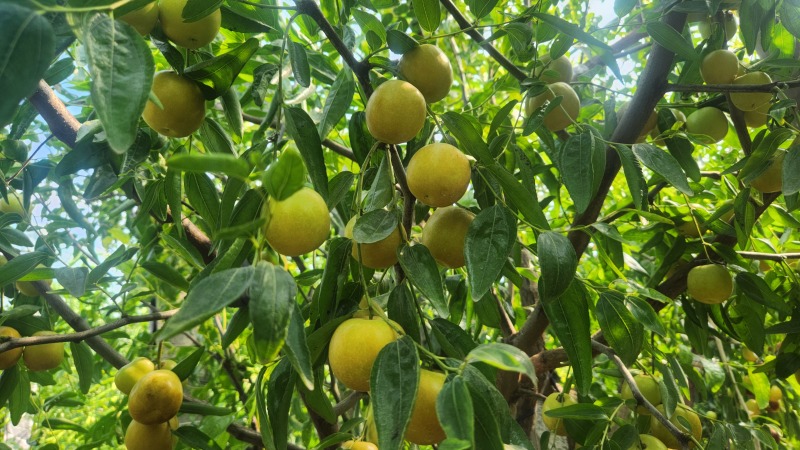 沾化冬枣