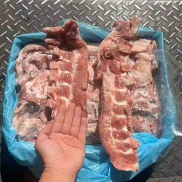 猪软骨