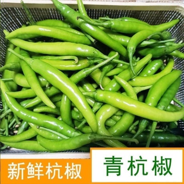 优质精品青杭椒一手货源质量好品质有保适合超市电商市场要联