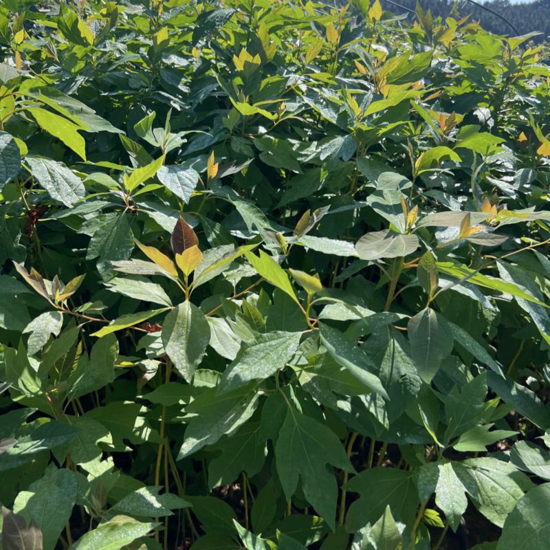 马褂木：奉新县邹家苗圃基地欢迎老板来电洽谈