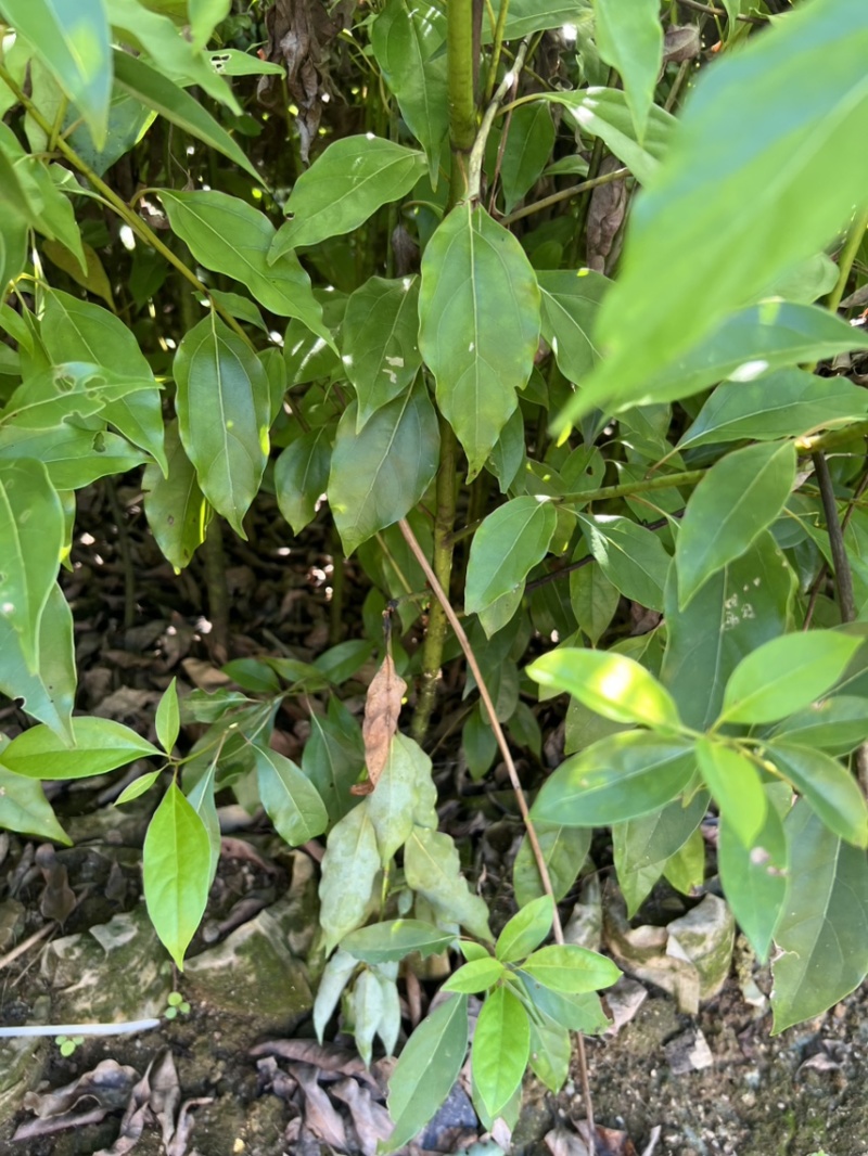 马褂木：奉新县邹家苗圃基地欢迎老板来电洽谈