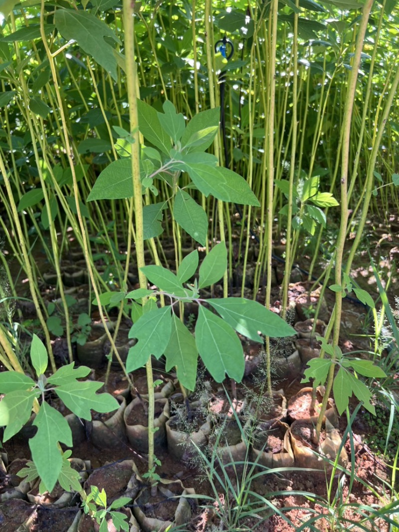 马褂木：奉新县邹家苗圃基地欢迎老板来电洽谈