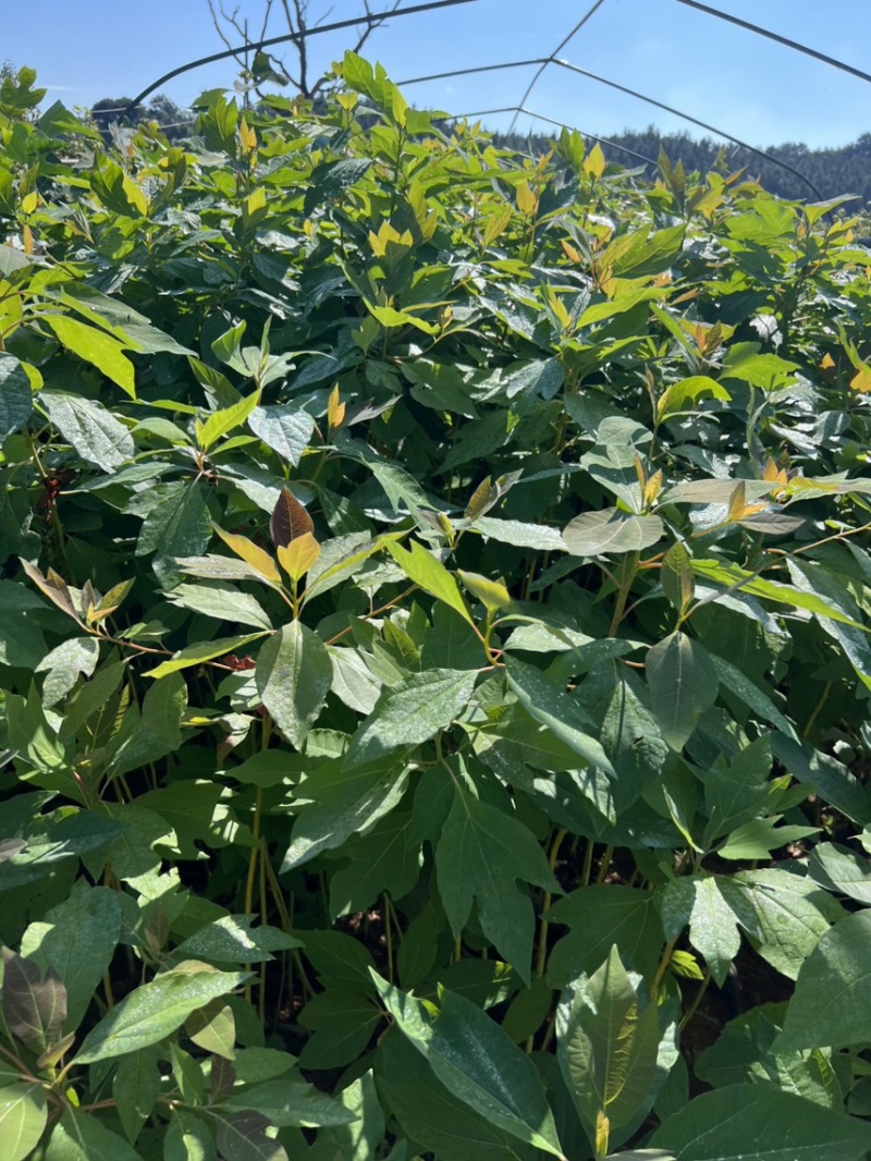马褂木：奉新县邹家苗圃基地欢迎老板来电洽谈