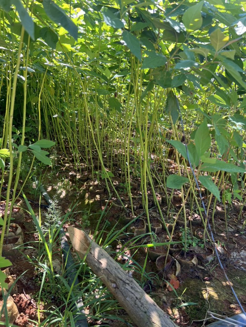 马褂木：奉新县邹家苗圃基地欢迎老板来电洽谈