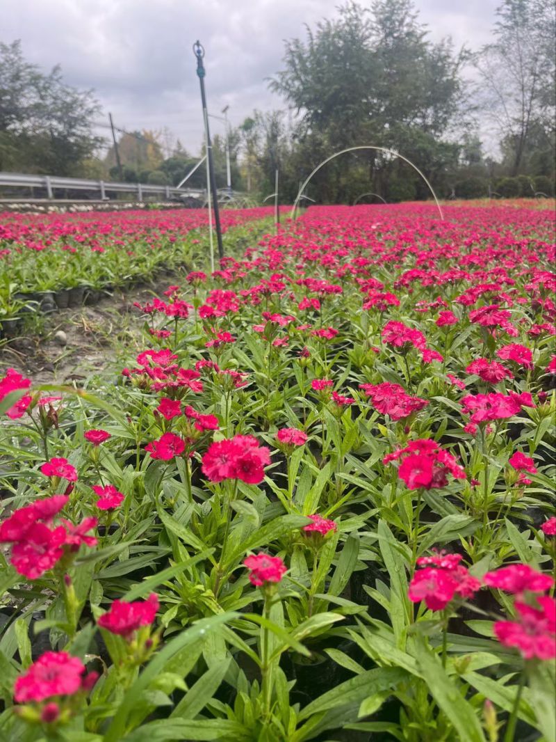 石竹杯苗批发，高度20-30各种规格，基地直销。