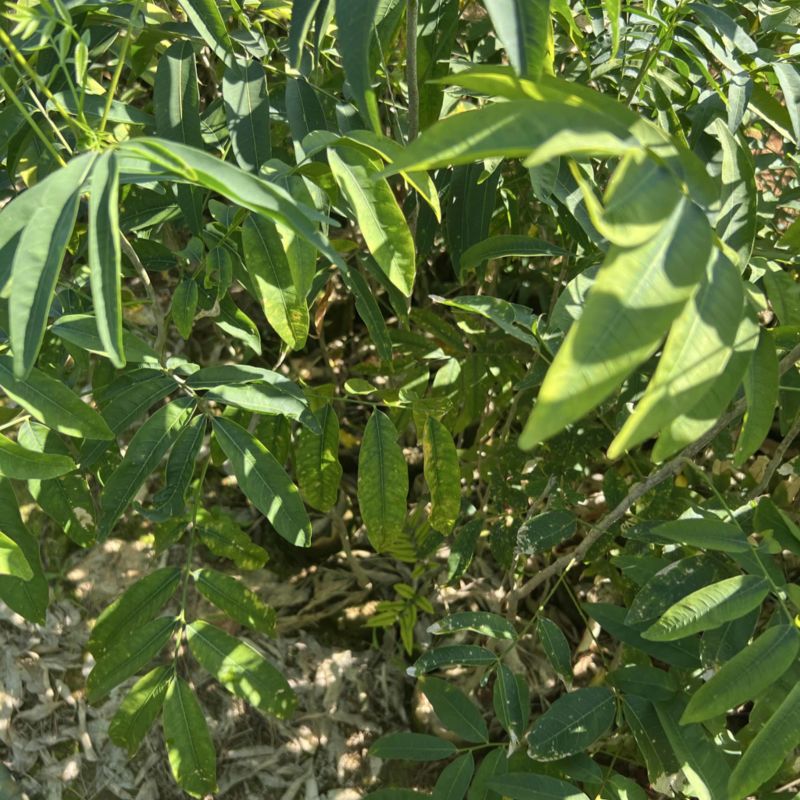 无患子：奉新县邹家苗圃基地欢迎老板来电洽谈