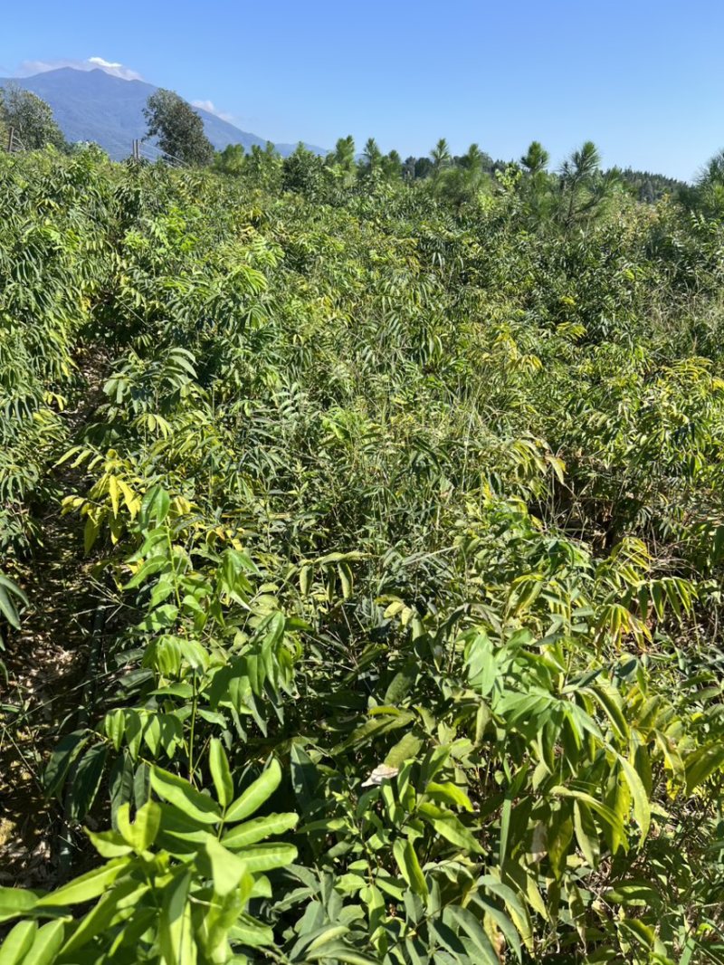 无患子：奉新县邹家苗圃基地欢迎老板来电洽谈