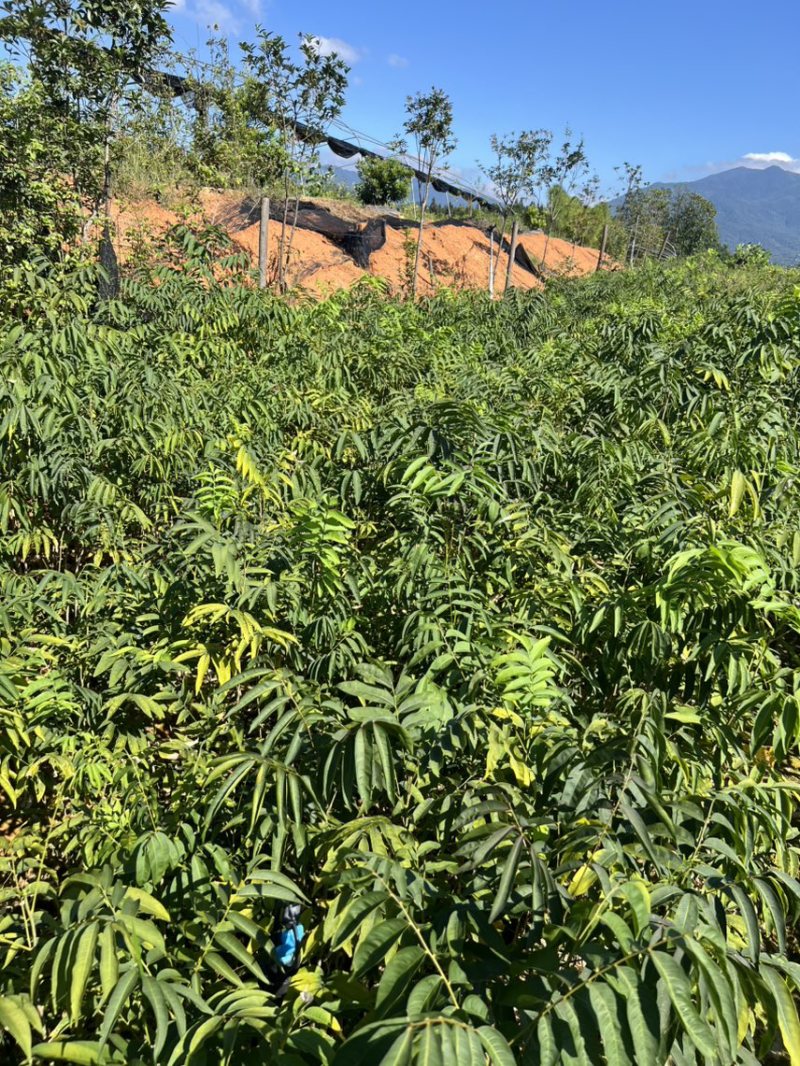 无患子：奉新县邹家苗圃基地欢迎老板来电洽谈