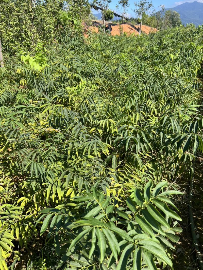 无患子：奉新县邹家苗圃基地欢迎老板来电洽谈