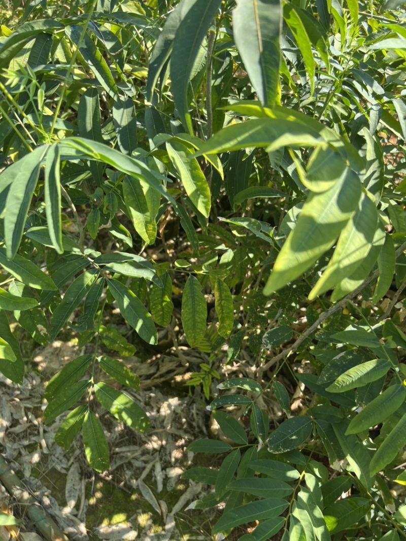 无患子：奉新县邹家苗圃基地欢迎老板来电洽谈