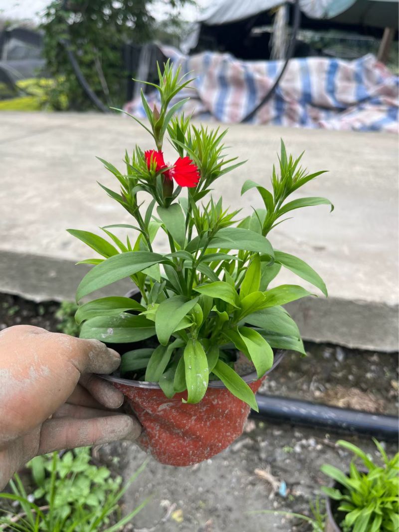 石竹杯苗批发，高度20-30各种规格，基地直销。