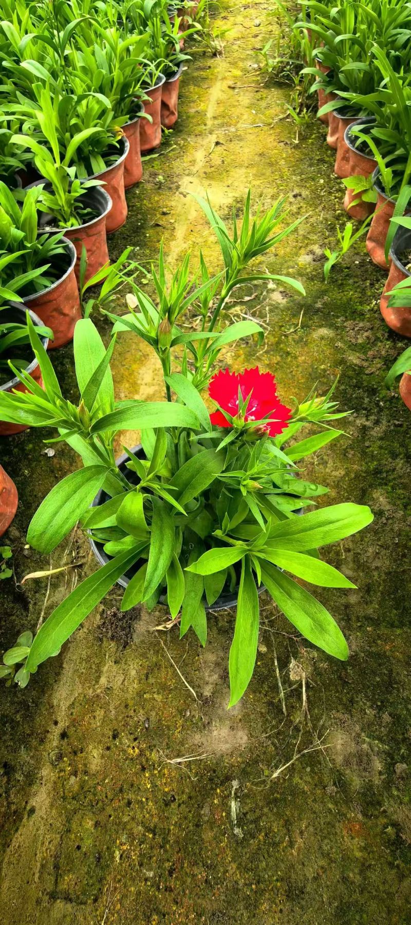石竹杯苗批发，高度20-30各种规格，基地直销。