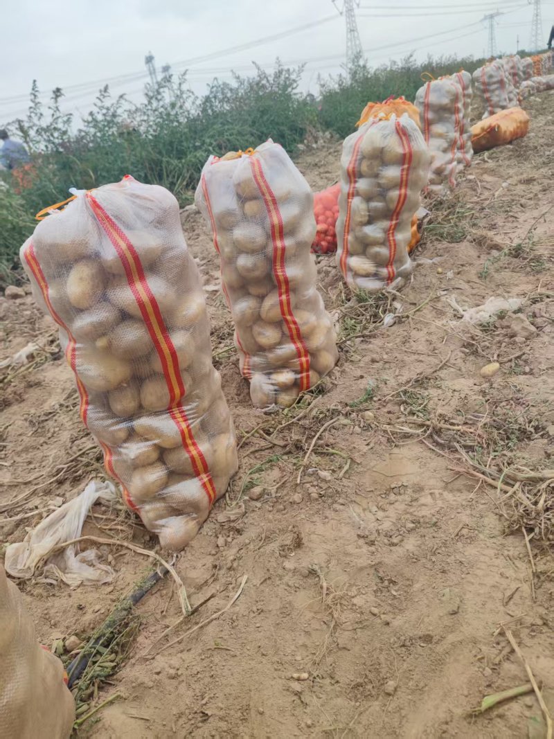 黄皮黄心土豆，上市啦，需要的老板看过来，包上车