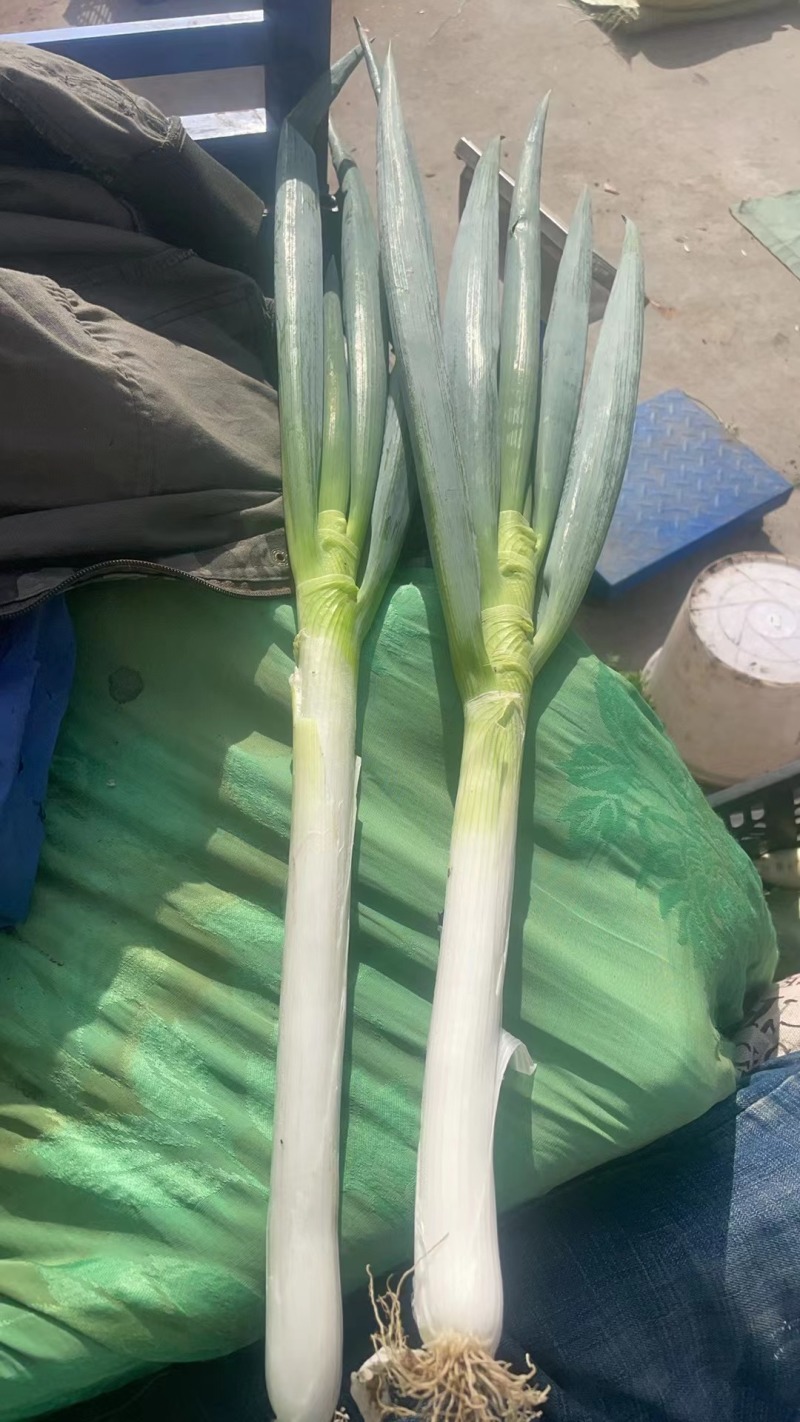 铁杆大葱