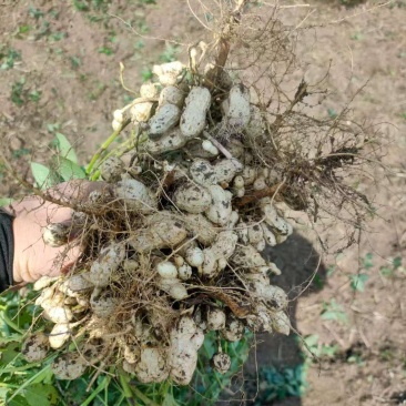 鲜花生产地直销江苏鲜花生一手货源全国发货量大从优