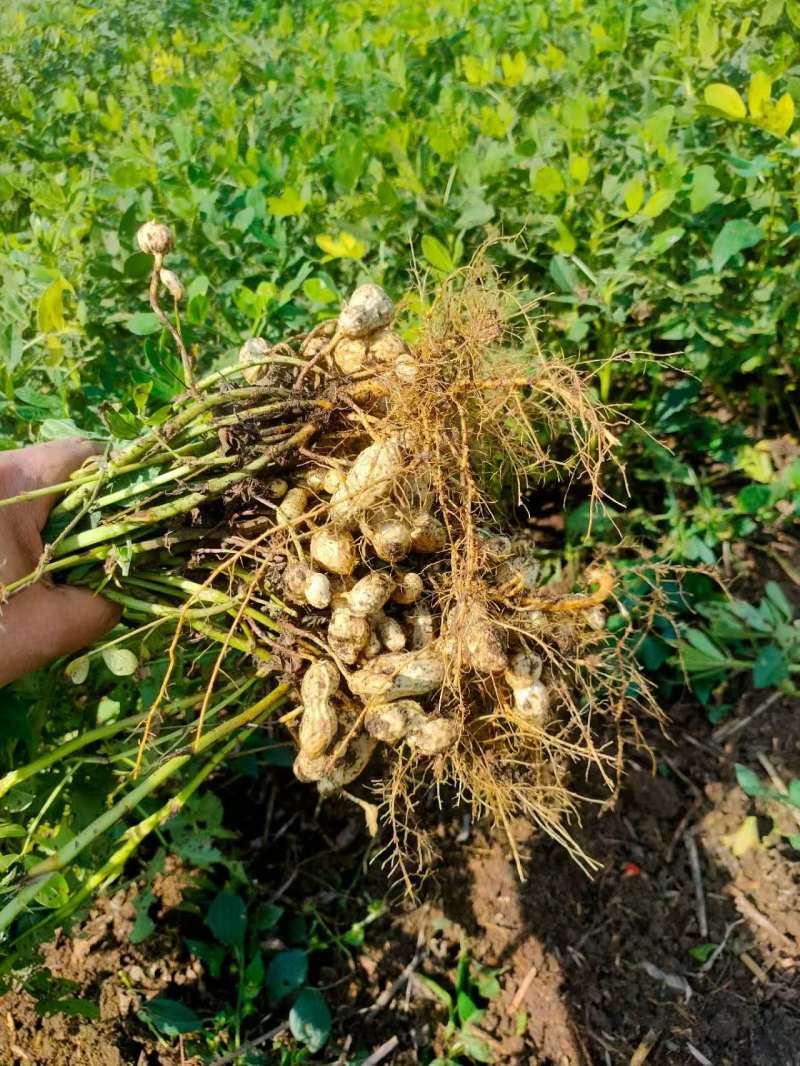 鲜花生产地直销江苏鲜花生一手货源全国发货量大从优