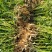 鲜花生产地直销江苏鲜花生一手货源全国发货量大从优
