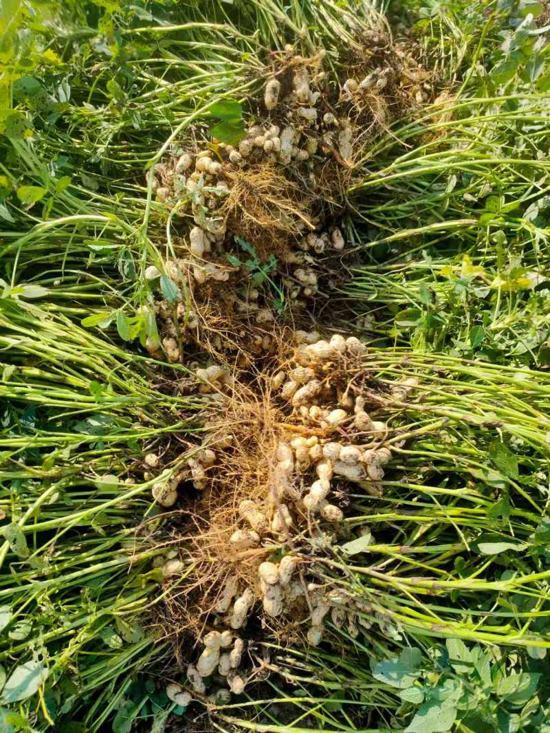 鲜花生产地直销江苏鲜花生一手货源全国发货量大从优