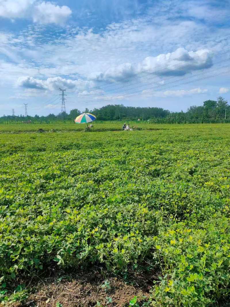 鲜花生产地直销江苏鲜花生一手货源全国发货量大从优