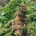 鲜花生产地直销江苏鲜花生一手货源全国发货量大从优