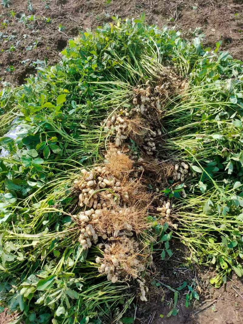 鲜花生产地直销江苏鲜花生一手货源全国发货量大从优