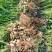 鲜花生产地直销江苏鲜花生一手货源全国发货量大从优