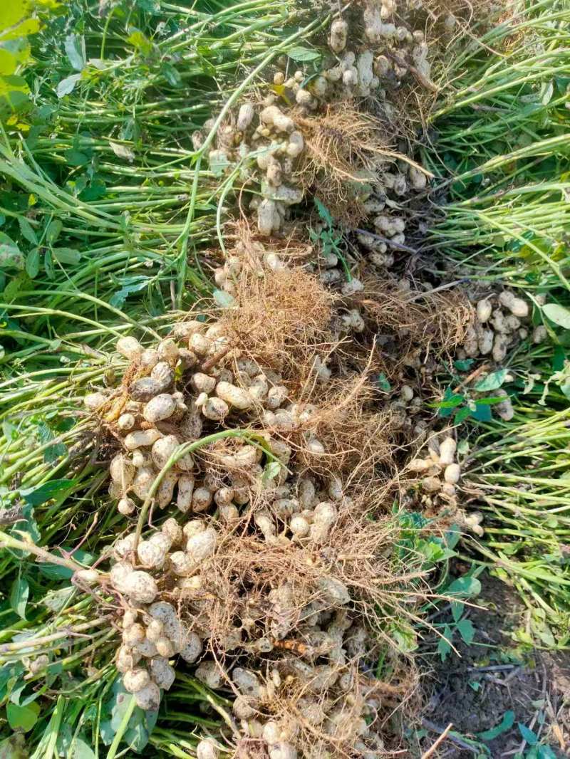 鲜花生产地直销江苏鲜花生一手货源全国发货量大从优