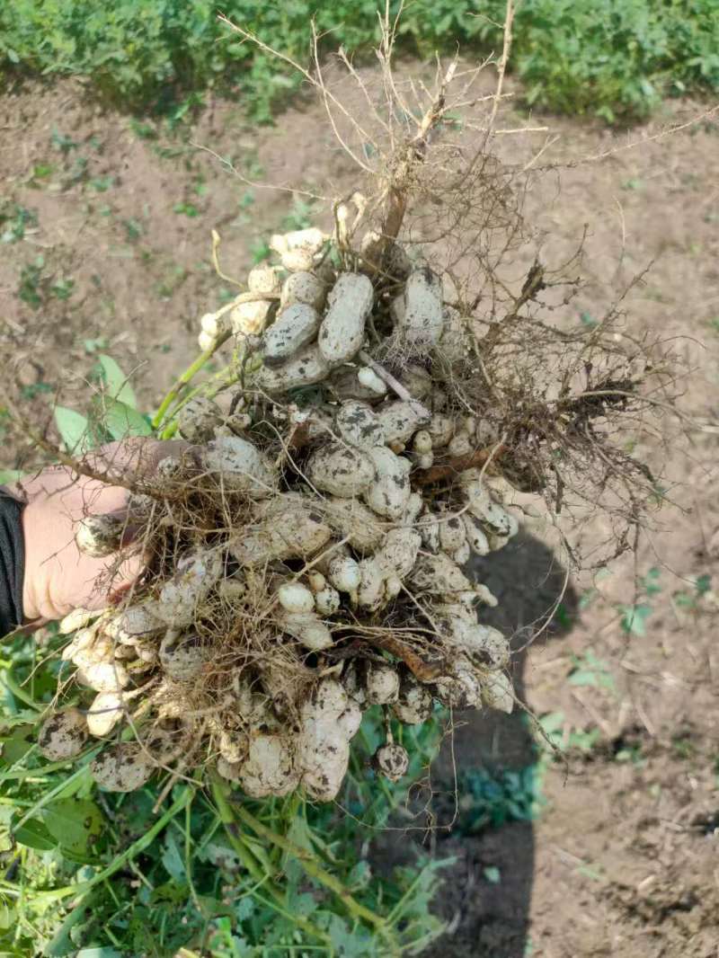 鲜花生产地直销江苏鲜花生一手货源全国发货量大从优