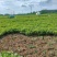 鲜花生产地直销江苏鲜花生一手货源全国发货量大从优