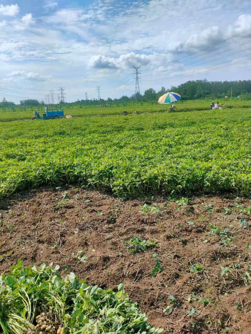 鲜花生产地直销江苏鲜花生一手货源全国发货量大从优