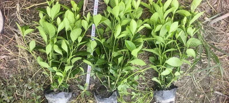 栀子花杯苗，高度30-50厘米各种规格，大小杯均有货。