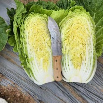 精品黄心大白菜一手货源产地直发质量杠杠欢迎采购商前来采购
