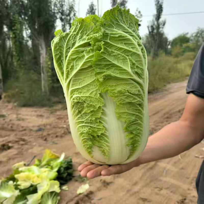 精品黄心大白菜