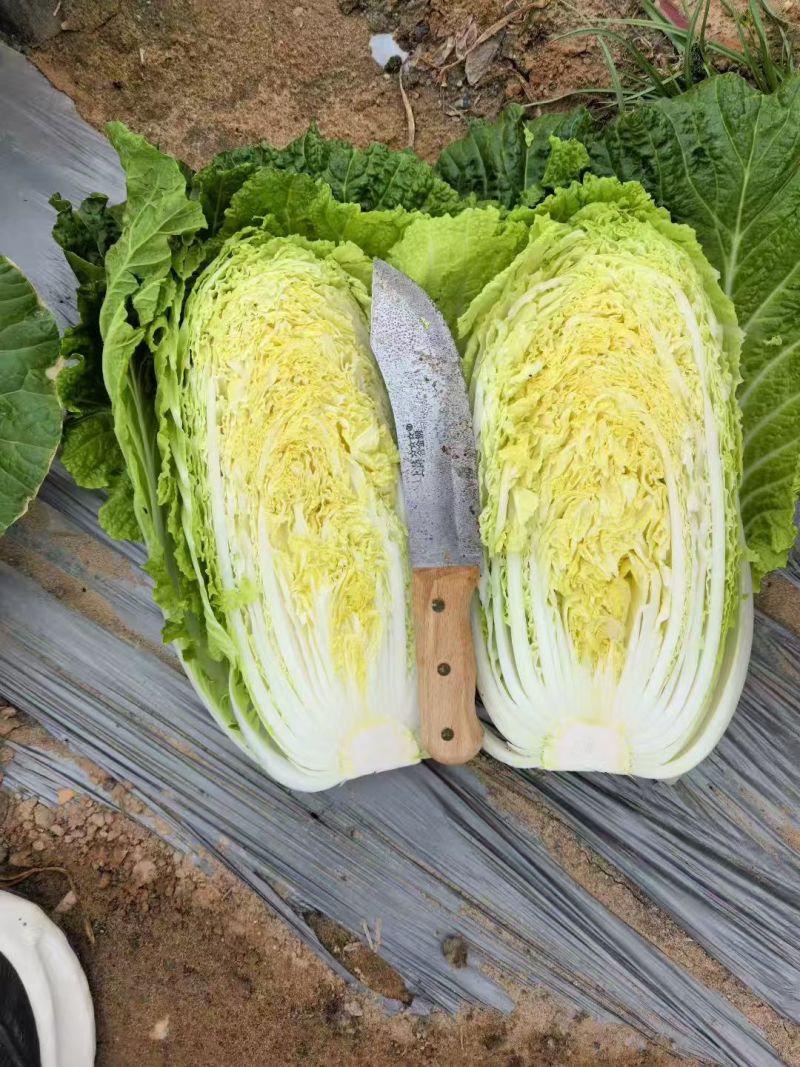 精品黄心大白菜