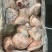 肥猪前后肘10kg13-15个头新货天翔提货1吨货
