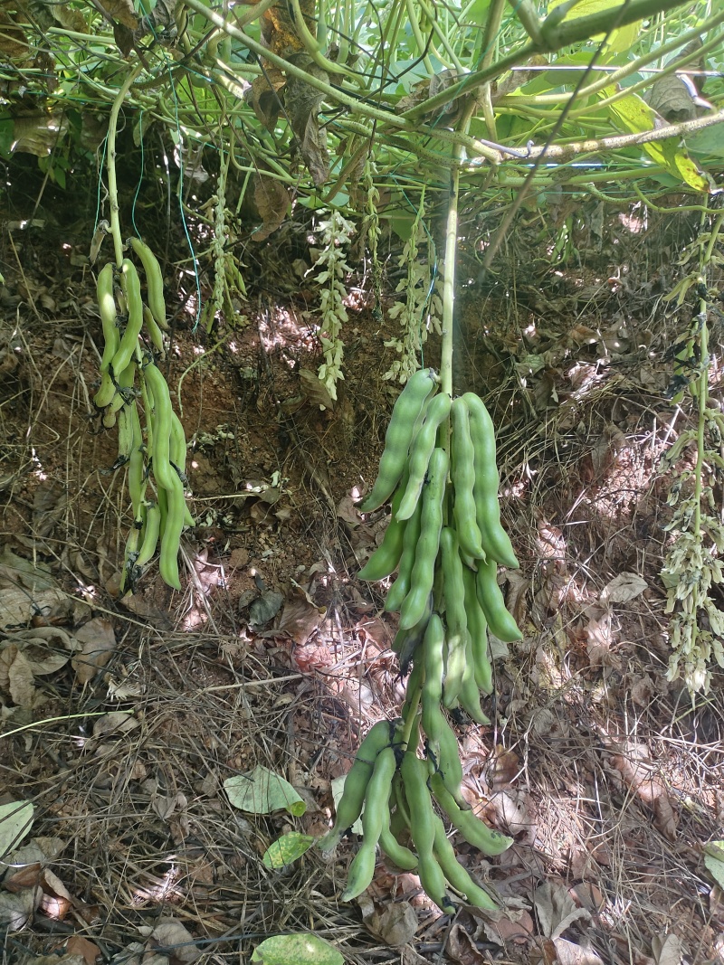 广西狗爪豆/猫豆产地直供品质保证，对接批发市场市场等