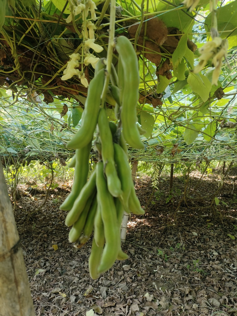 广西狗爪豆/猫豆产地直供品质保证，对接批发市场市场等