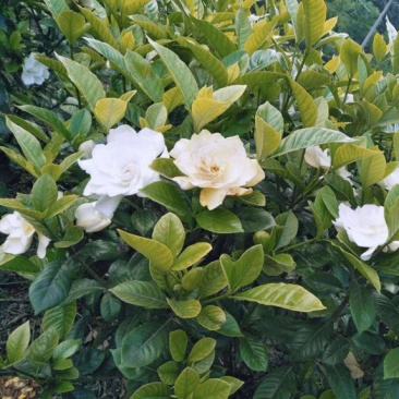 栀子花杯苗，高度30-50厘米各种规格，大小杯均有货。