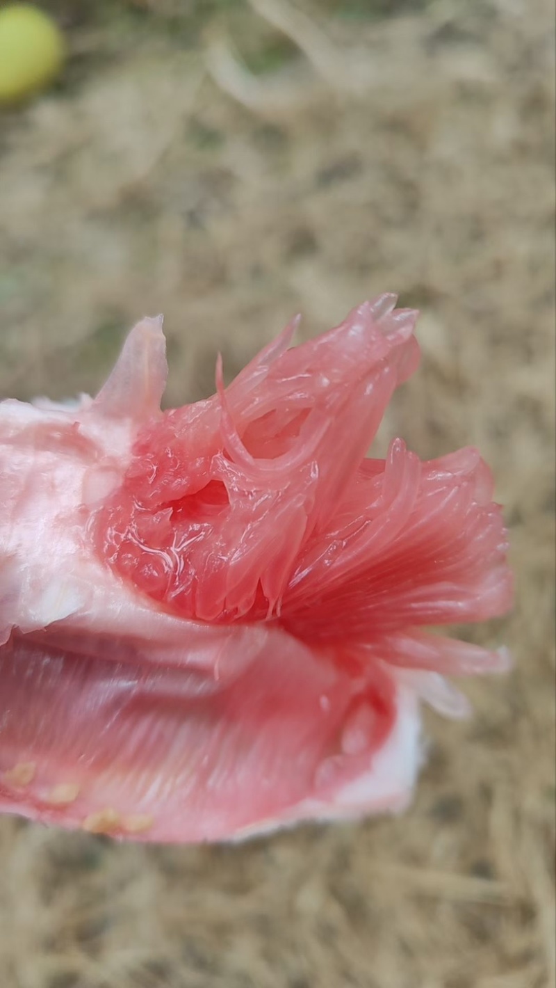 三红蜜柚，红心蜜柚等柚子