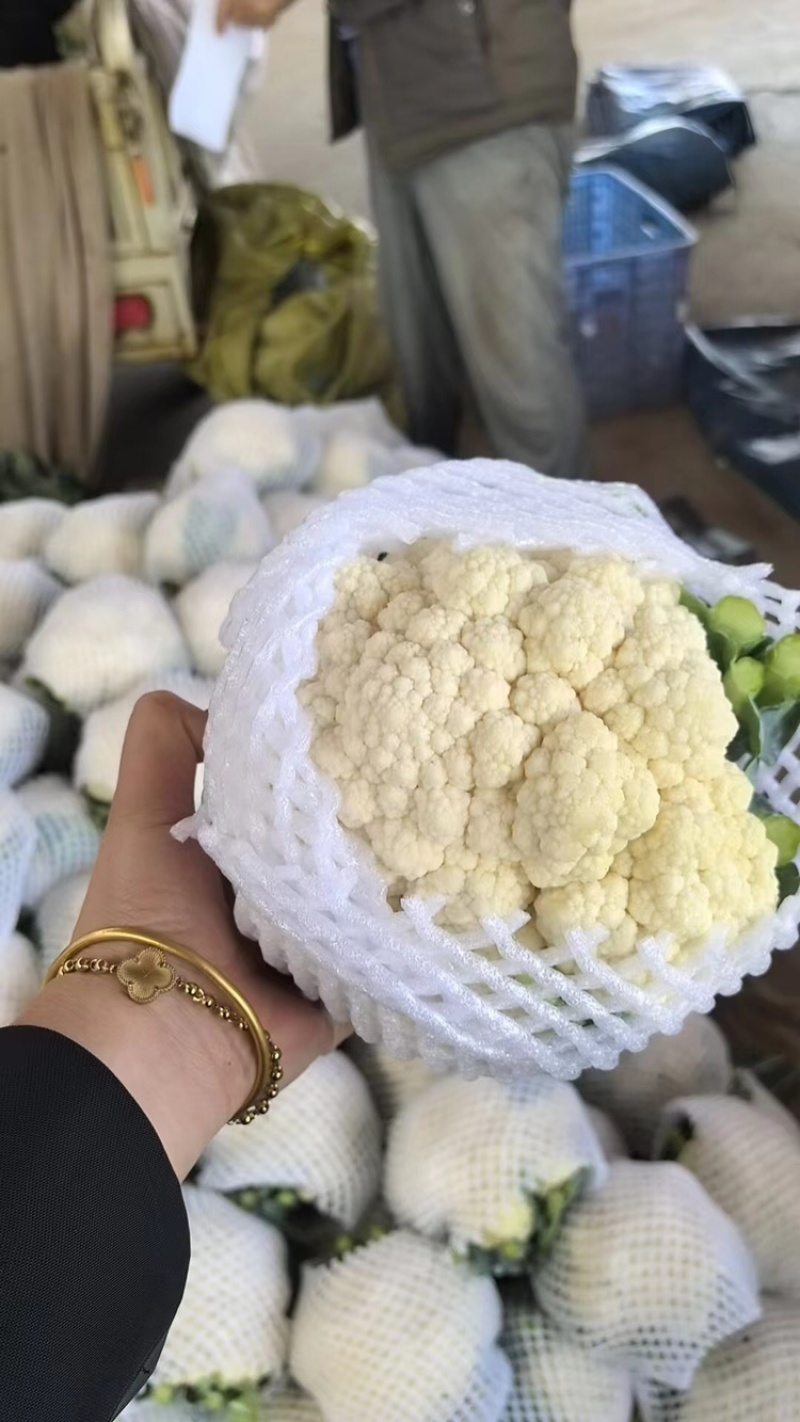 菜花、花菜、河北有机花菜大量上市，产地直销，可视频看货
