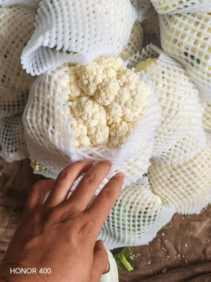 菜花、花菜、河北有机花菜大量上市，产地直销，可视频看货