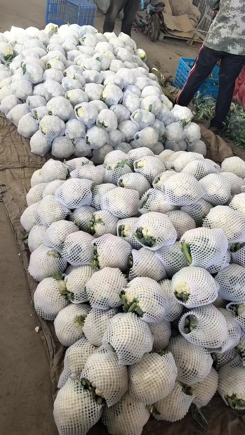 菜花、花菜、河北有机花菜大量上市，产地直销，可视频看货